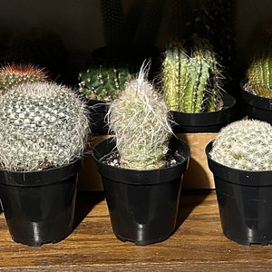 Old Man & Lady Catcus 3pk 3.5”pots