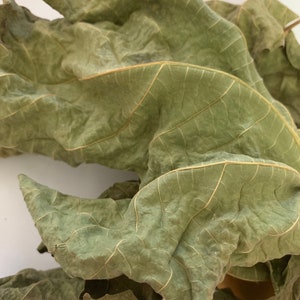 Hoja de higo seca/ Fig Leaves dried 0.5 oz