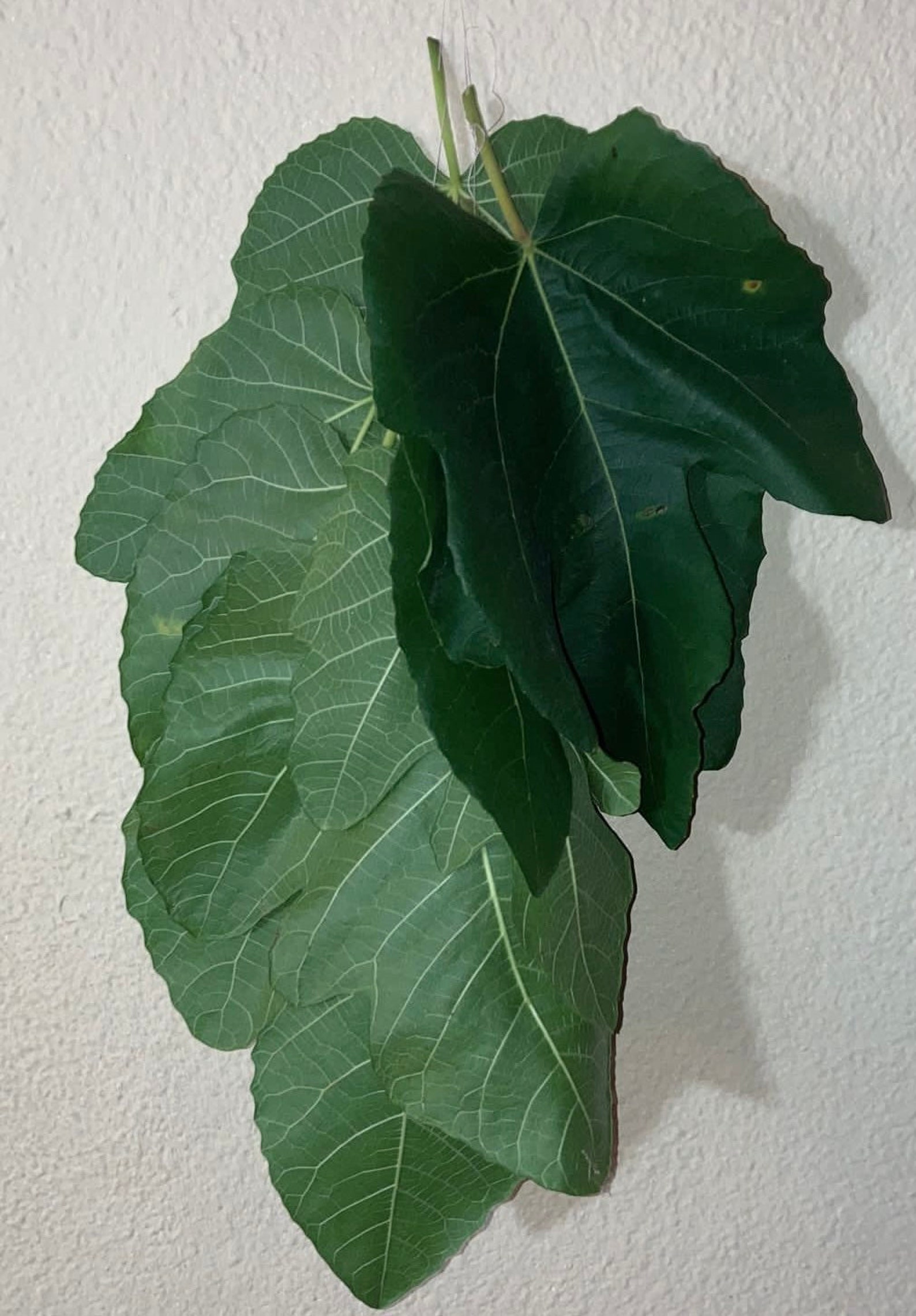 Hojas De Higo Natural Fig Leaf Tea - 4 Oz, Organic Herbal Leaves From Mexico