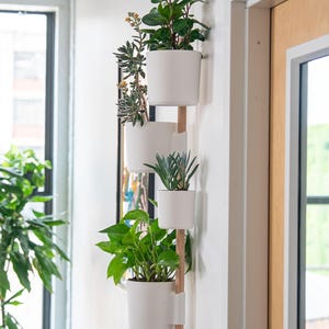 May include: A vertical wall-mounted planter with four white ceramic pots, each holding different green plants. The pots are attached to a light-colored wooden support, creating a modern, space-saving design for indoor gardening.