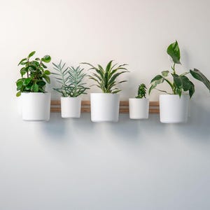 Op de afbeelding: Een verzameling van vijf planten in witte keramische potten, gerangschikt op een natuurhouten plank tegen een witte muur. De planten variëren in grootte en bladeren, wat een minimalistische, moderne esthetiek creëert. De plank is horizontaal gemonteerd.