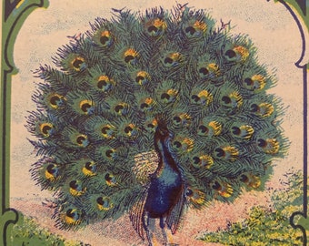 Antique Peacock Broom Label 1910s-1920s Art Nouveau Chromolithograph Litho USA Advertising Ephemera