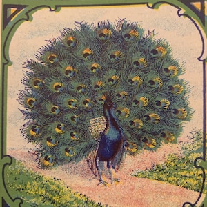 Antique Vintage 1910s - 1940s Peacock Broom Label, Amazing Bird Decor!
