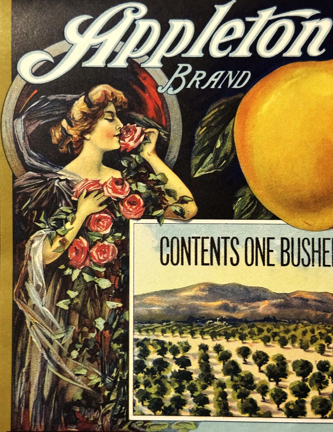 Appleton Label Antique Appleton Apples Crate Label: 1920s Americana Decor - Etsy