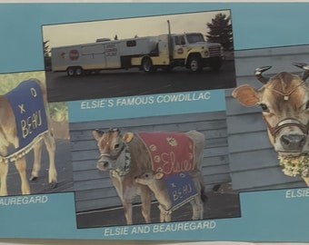 Vintage Elsie and Beauregard Borden Cow Postcard, RIP to Another USA Icon!