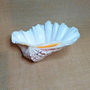 May include: A large white seashell with a ruffled edge and a spiral base. The interior is white, with a hint of orange and yellow near the edge. The shell's base has a pattern of purple and brown spots.