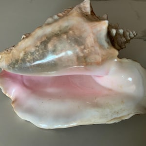 Pode incluir: Uma grande concha com um interior liso e brilhante em tons de rosa pastel suave e branco. O exterior apresenta uma superfície texturizada e desgastada com tons mosqueados de castanho, bege e cinzento, culminando num ápice em espiral.