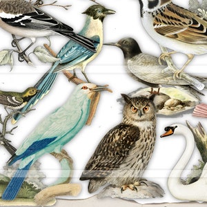 May include: A vintage illustration featuring a variety of birds, including a blue jay, a swan, an owl, and several smaller birds. The birds are depicted in a realistic style with intricate details.