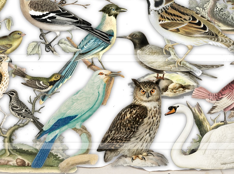 May include: A vintage illustration featuring a variety of birds, including a blue jay, a swan, an owl, and several smaller birds. The birds are depicted in a realistic style with intricate details.