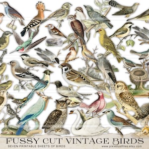 Images d'oiseaux vintage à coupe délicate, oiseaux de journal indésirable, autocollants imprimables, éphémères, feuille de collage, téléchargement numérique, fournitures de journalisation indésirable