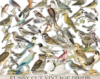 Fussy Cut Vintage Bird Images, Junk journal birds, printable stickers, ephemera, collage sheet, digital download, junk journaling supplies