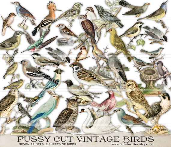 Fussy Cut Vintage Bird Images, Junk journal birds, printable stickers, ephemera, collage sheet, digital download, junk journaling supplies
