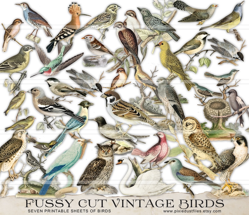 May include: A digital collage of vintage illustrations of various birds, including owls, sparrows, robins, and a swan. The birds are depicted in a variety of poses and colours, and they are set against a white background. The image is labelled "Fussy Cut Vintage Birds" and "Seven Printable Sheets of Birds".