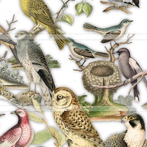 May include: A vintage illustration featuring a variety of birds, including a yellow warbler, a blue jay, a brown owl, a grey hawk, and a red cardinal. The birds are depicted in a natural setting with branches and leaves.