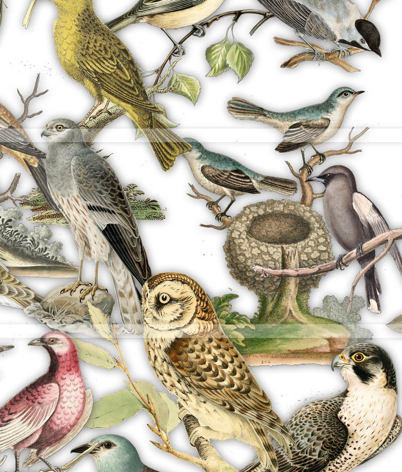 May include: A vintage illustration featuring a variety of birds, including a yellow warbler, a blue jay, a brown owl, a grey hawk, and a red cardinal. The birds are depicted in a natural setting with branches and leaves.