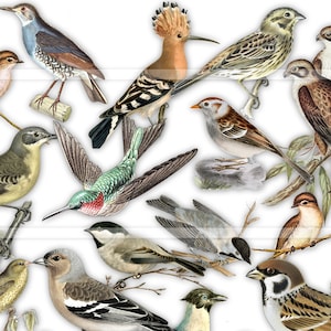 May include: A collection of 15 different bird illustrations, including a hummingbird, a woodpecker, a sparrow, and a robin. The birds are depicted in various poses and colours, with intricate details.
