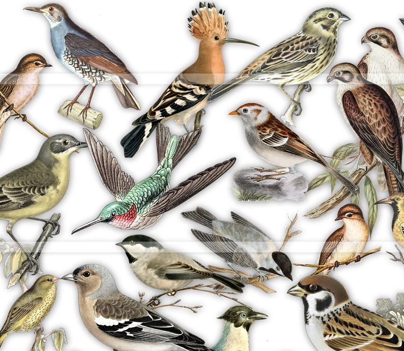 May include: A collection of 15 different bird illustrations, including a hummingbird, a woodpecker, a sparrow, and a robin. The birds are depicted in various poses and colours, with intricate details.