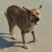 G - SunnyBeach Pet Designs
