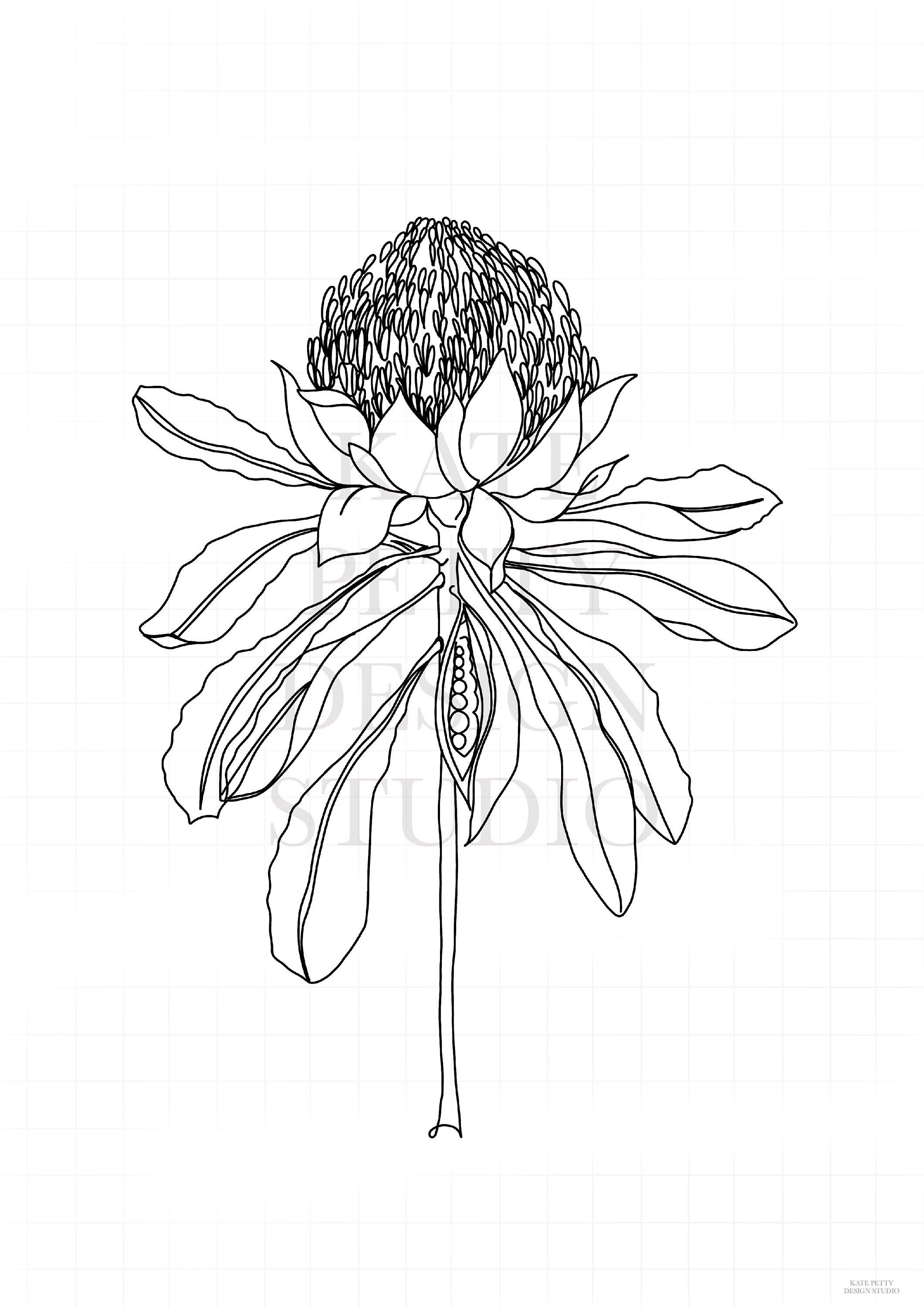 Waratah Line Drawing Printable Wall Art | Etsy