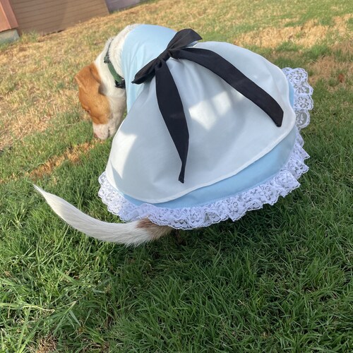 Alice in Wonderland White Rabbit Dog Costume Alice in Etsy