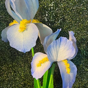 May include: Two blue paper iris flowers with yellow centers and green stems against a green background.