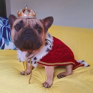 Hundekostuem alice im wunderland