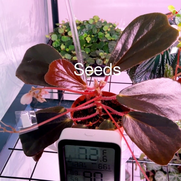 Begonia blancii dark form 40+ seeds - FREE domestic shipping