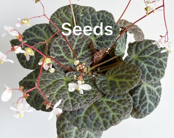 Begonia yenyeniae 40+ seeds - FREE domestic shipping