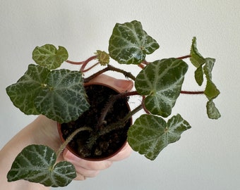 Begonia sp Cao Bang Vietnam - FREE domestic shipping