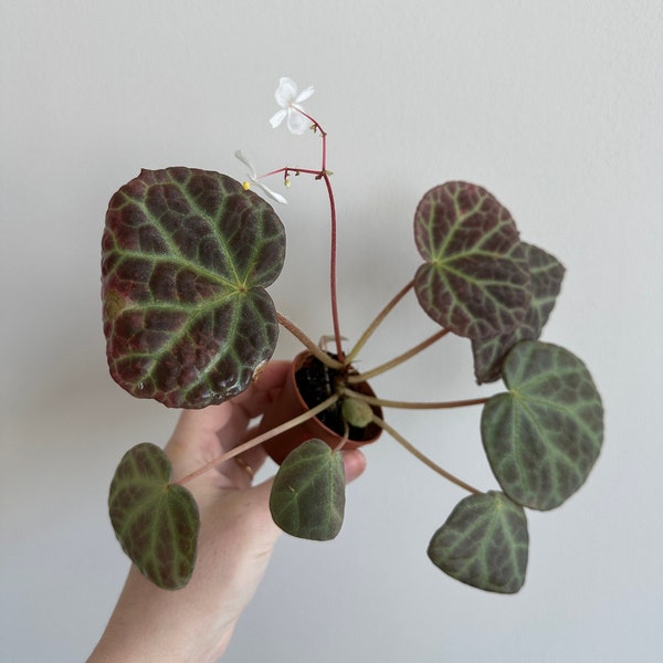 Begonia yenyeniae with flowers - FREE domestic shipping