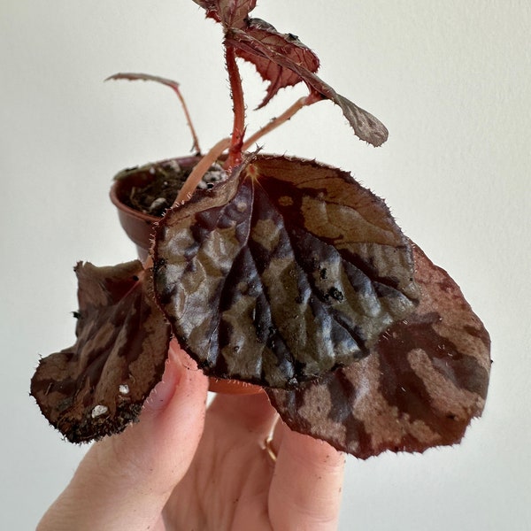 Begonia aketajawensis (silver form?) - FREE domestic shipping