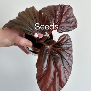 Begonia sp Black Metallic 40+ seeds - FREE domestic shipping