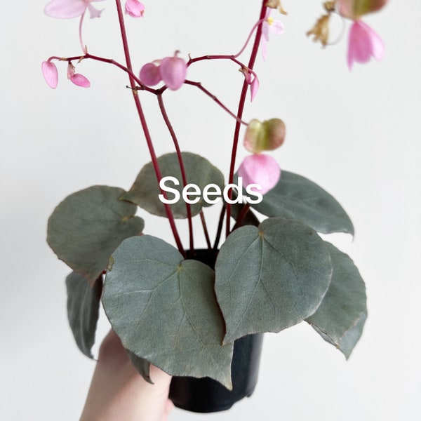 Begonia sp Sumatera 30+ seeds - FREE domestic shipping