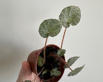 Begonia ningmingensis spécifiquement de Cao Bang - Livraison nationale GRATUITE