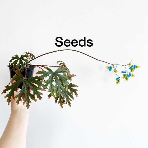 Begonia mananjebensis 40+ seeds - FREE domestic shipping