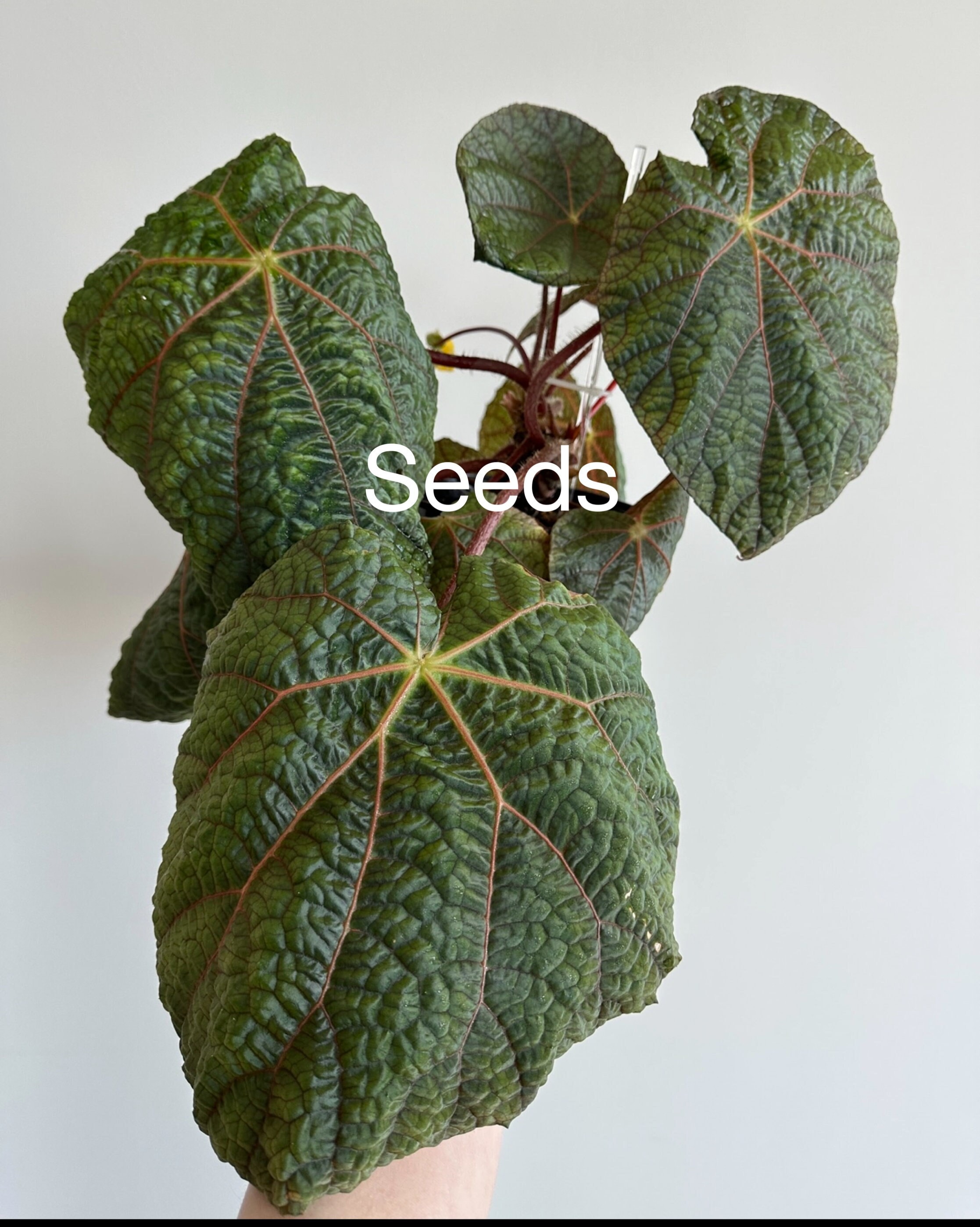 Begonia ferox - Etsy 日本 Begonia ferox - Etsy 日本