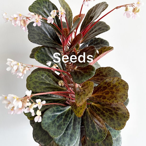 Begonia blancii mottled form 40+ seeds - FREE domestic shipping