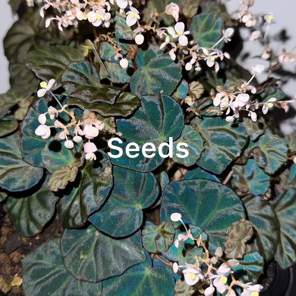 Begonia sp Sarawak 40+ seeds - FREE domestic shipping