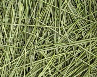 Fresh Eastern White Pine Needles: Wildcrafted Pine Tea