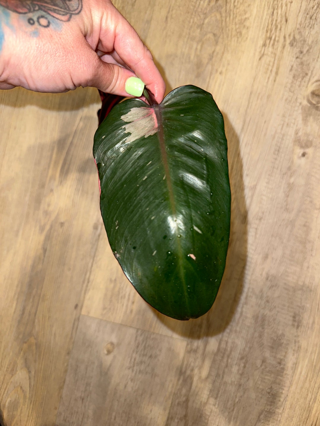 Pink Princess Cutting With Node Med Variegation Etsy