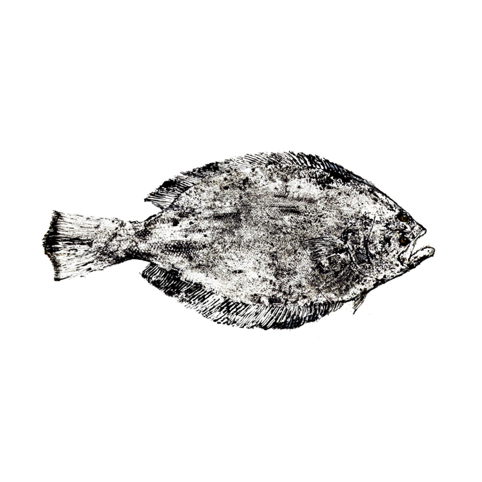Flounder Fluke Fish Print Gyotaku Fischreiben Etsy.de