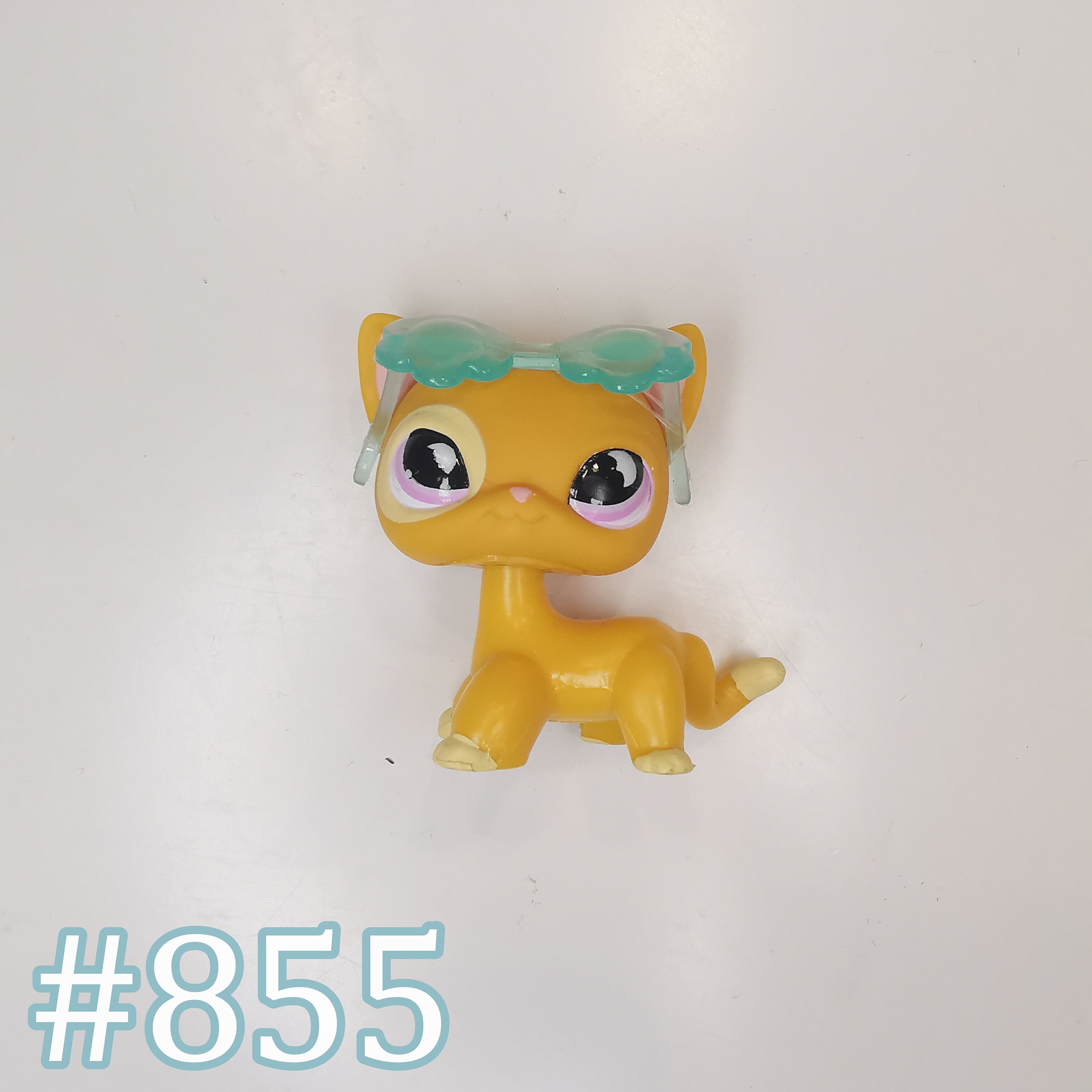 lps shorthair cat 855