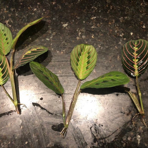 Prayer Plant Cutting - Maranta Leuconeura Erythroneura Brazilian Tropical Plant (Red Hot Pink) PPP (with roots) FREE SHIPPING