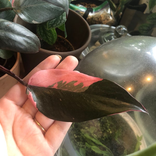 Pink Princess Philodendron Etsy