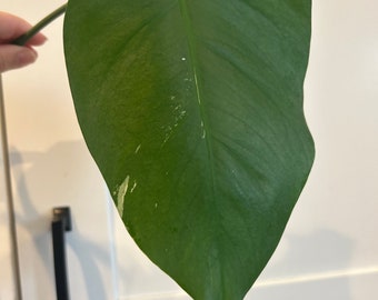 AFFORDABLE Monstera Albo 1-Leaf Stem Cutting - Highly Variegated Rare Plant Wet Stick Mint White Variegation with Auxiliary Bud Aerial