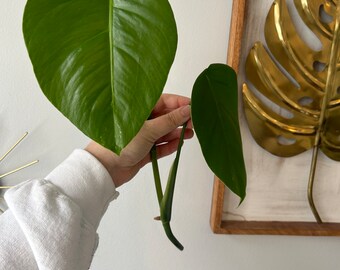 AFFORDABLE Monstera Albo 2-Leaf Top Cutting - Highly Variegated Rare Plant Wet Stick Mint White Variegation with Auxiliary Bud Aerial