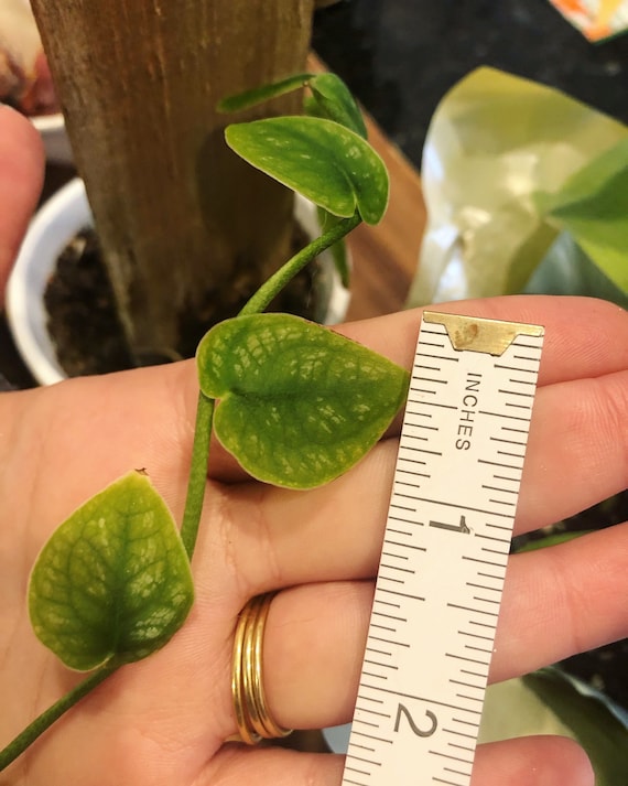 MINI Monstera Dubia Plant Cutting - Rare Tropical House Plant (fresh Cutting,  No Roots) 1 Single Leaf FREE SHIPPING - Etsy