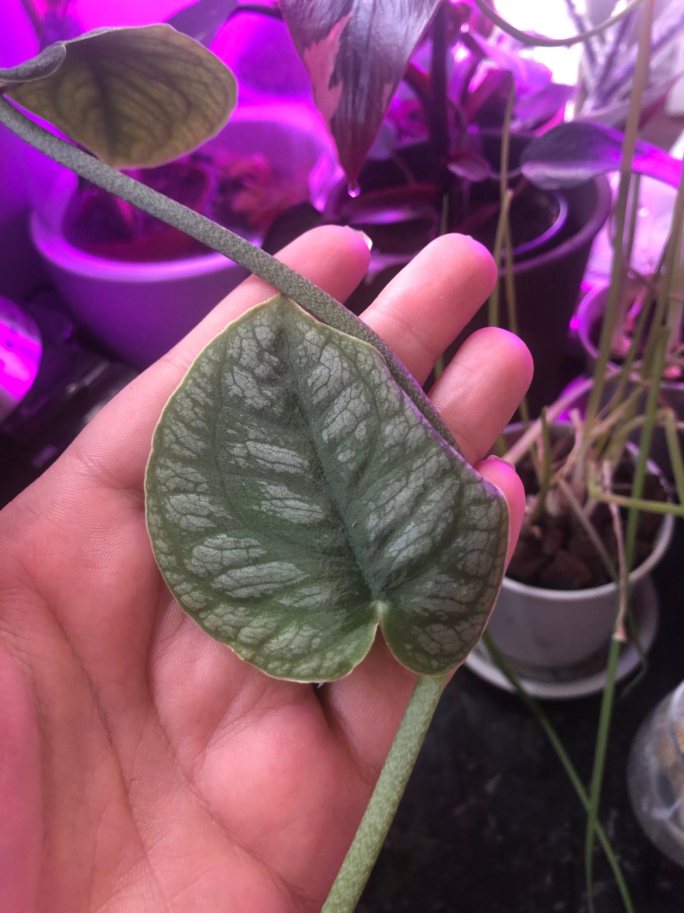 XL Monstera Dubia Plant Cutting Climbing Shingle House Plant Etsy