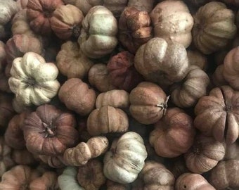 Mini Pumpkin Pods Earth Tones Bowl Filler Fall