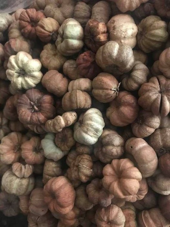 Mini Pumpkin Pods Earth Tones Bowl Filler Fall